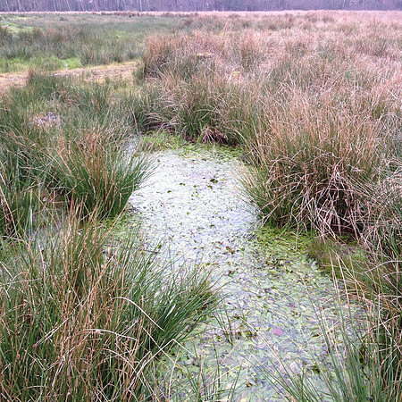 Potential source of submerged/marsh plants
