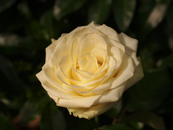 P9201654