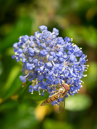 P9310442