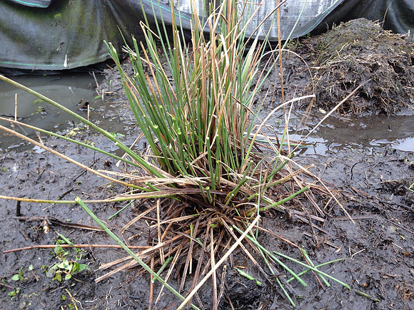 Evidence of grazing 4 days post planting