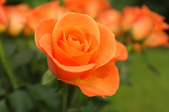 DSCF0548