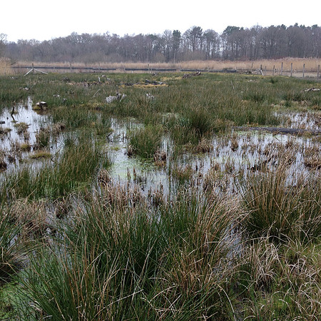 Fugelmere. Source of rush and sedge for Chestnut Islands