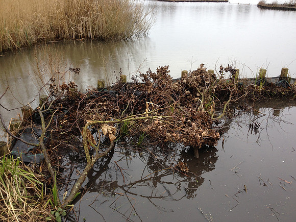 woody debris
