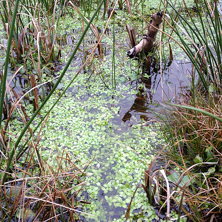 Potential source of submerged/marsh plants