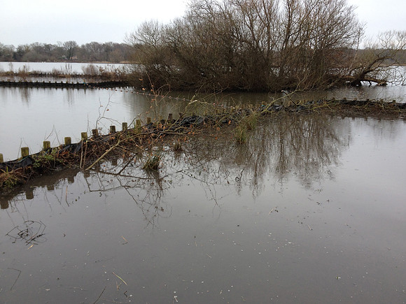 woody debris