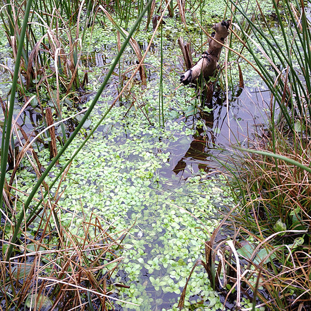 Potential source of submerged/marsh plants