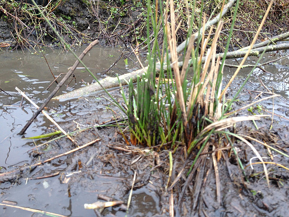 Evidence of grazing