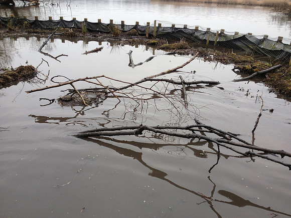 Initial installation of woody debris