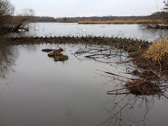 Initial woody debris installation